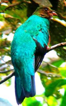 san jorge de tandayapa  quito ecuador birding